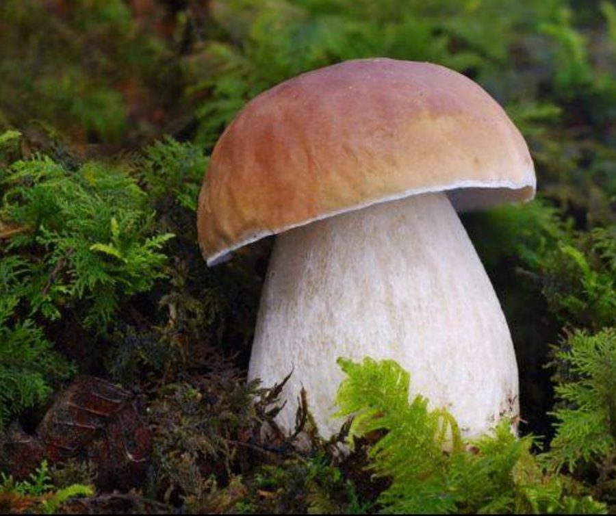 Corso funghi